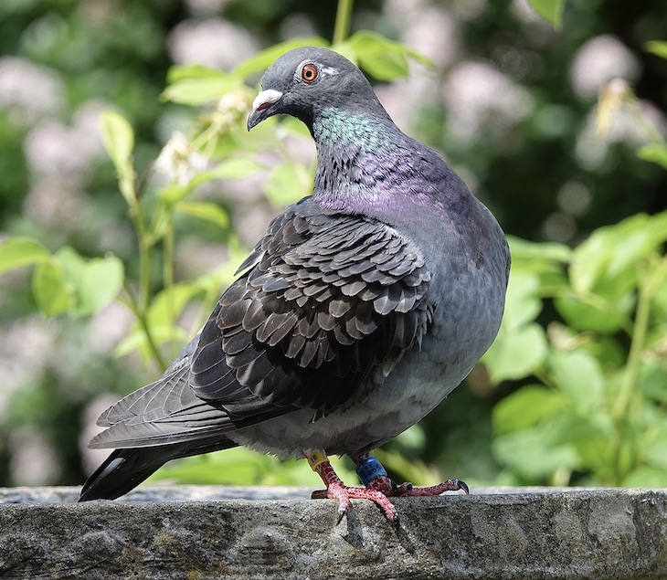 racing pigeon